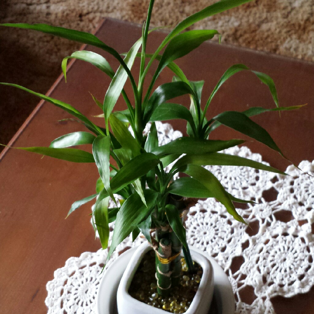 Dracaena Sanderiana in the GardenTags plant encyclopedia Lucky Bamboo in the GardenTags plant encyclopedia