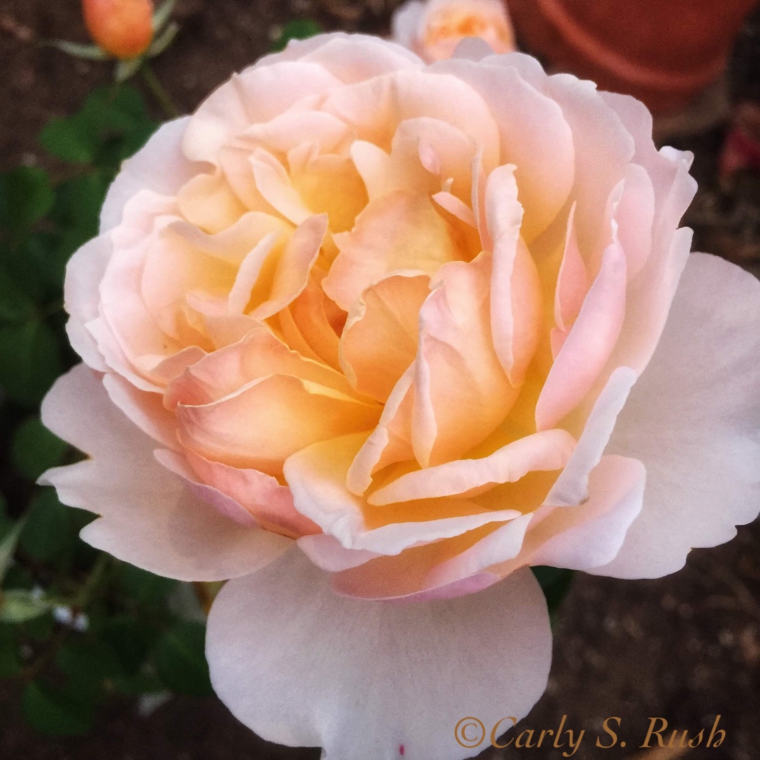 Rosa Delanac syn. Rosa Moonlight In Paris, Rosa Garden And Home in the GardenTags plant encyclopedia Rose Moonlight In Paris (Shrub) in the GardenTags plant encyclopedia