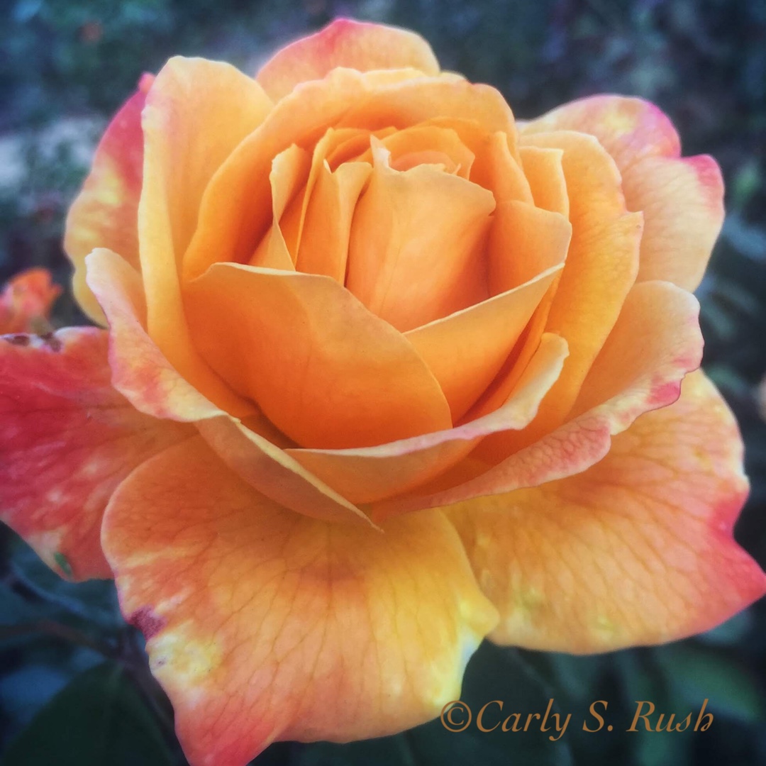 Rosa Wekbepmey syn. Rosa Strike It Rich, Rosa Orientalia in the GardenTags plant encyclopedia Rose Strike It Rich (Floribunda) in the GardenTags plant encyclopedia