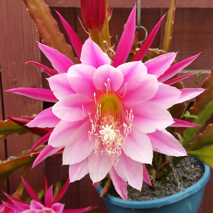 Epiphyllum Grace Ann in the GardenTags plant encyclopedia Epiphyllum Grace Ann in the GardenTags plant encyclopedia
