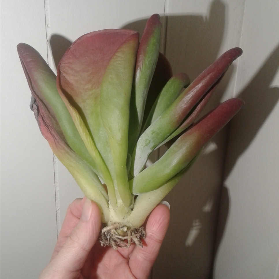 Kalanchoe Oricula in the GardenTags plant encyclopedia