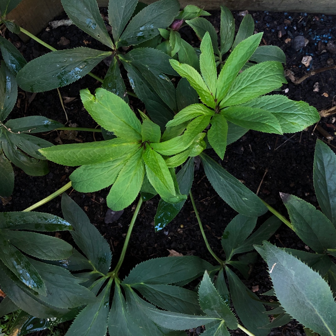 Helleborus x hybridus Harvington Smokey Blues in the GardenTags plant encyclopedia Hellebore Harvington Smokey Blues in the GardenTags plant encyclopedia