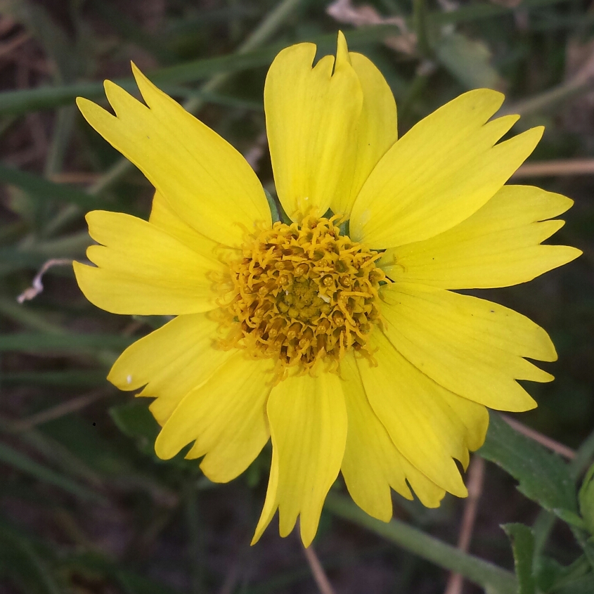 Verbesina Encelioides in the GardenTags plant encyclopedia Golden Crownbeard in the GardenTags plant encyclopedia
