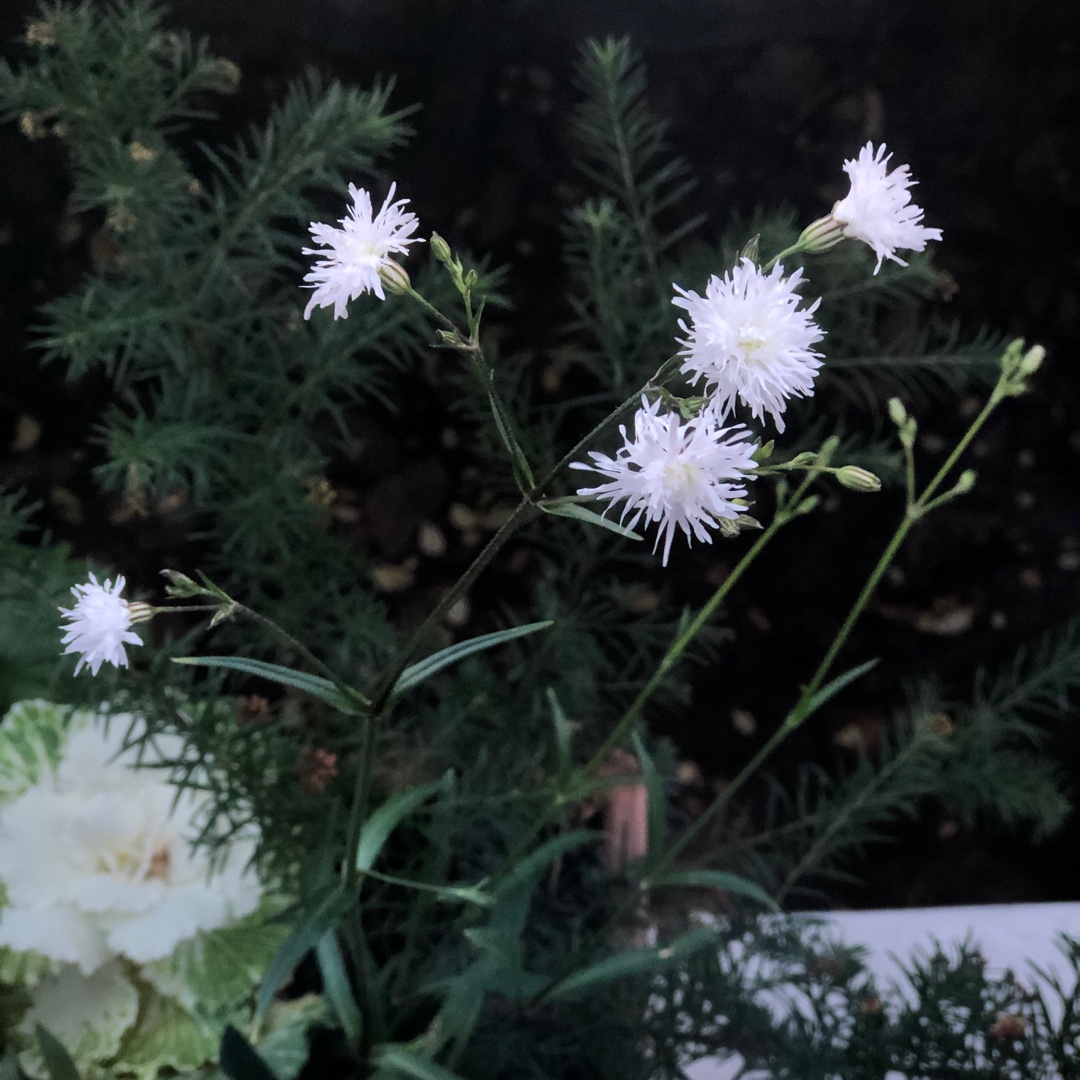 Lychnis flos-cuculi Petit Henri in the GardenTags plant encyclopedia Ragged Robin in the GardenTags plant encyclopedia
