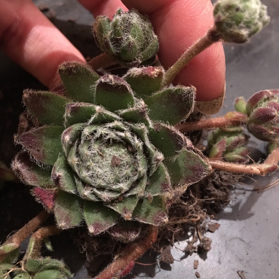Sempervivum Winter Beauty in the GardenTags plant encyclopedia Sempervivum Winter Beauty in the GardenTags plant encyclopedia