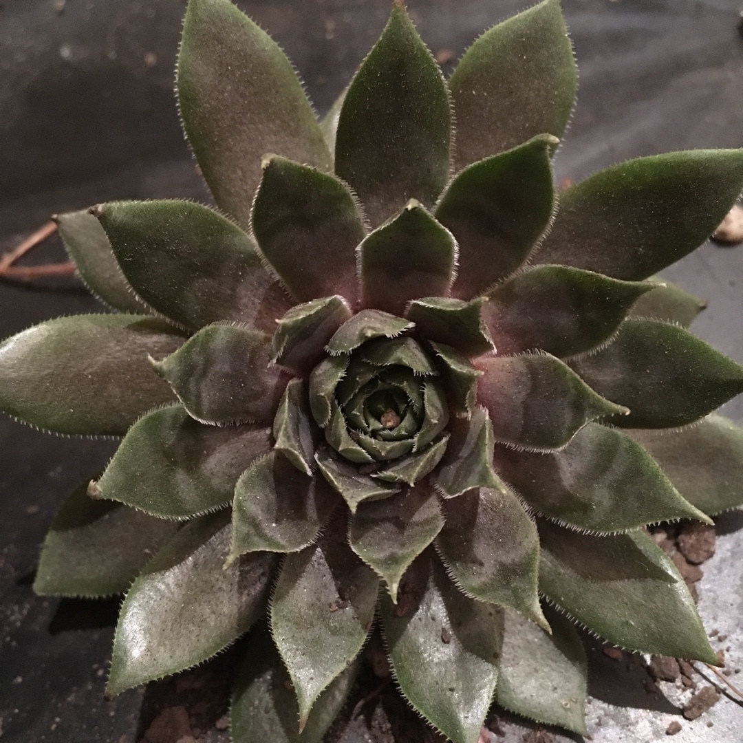 Sempervivum Thunder in the GardenTags plant encyclopedia Sempervivum Thunder in the GardenTags plant encyclopedia