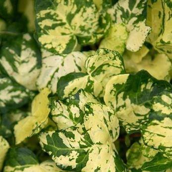 Hedera helix Midas Touch syn. Golden Kolibri in the GardenTags plant encyclopedia Common Ivy Midas Touch in the GardenTags plant encyclopedia