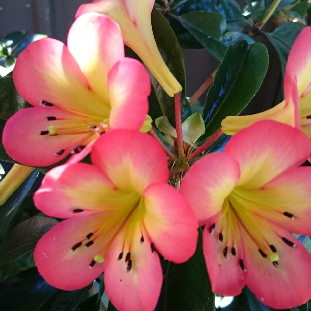 Rhododendron Lauras Love in the GardenTags plant encyclopedia Rhododendron Lauras Love in the GardenTags plant encyclopedia