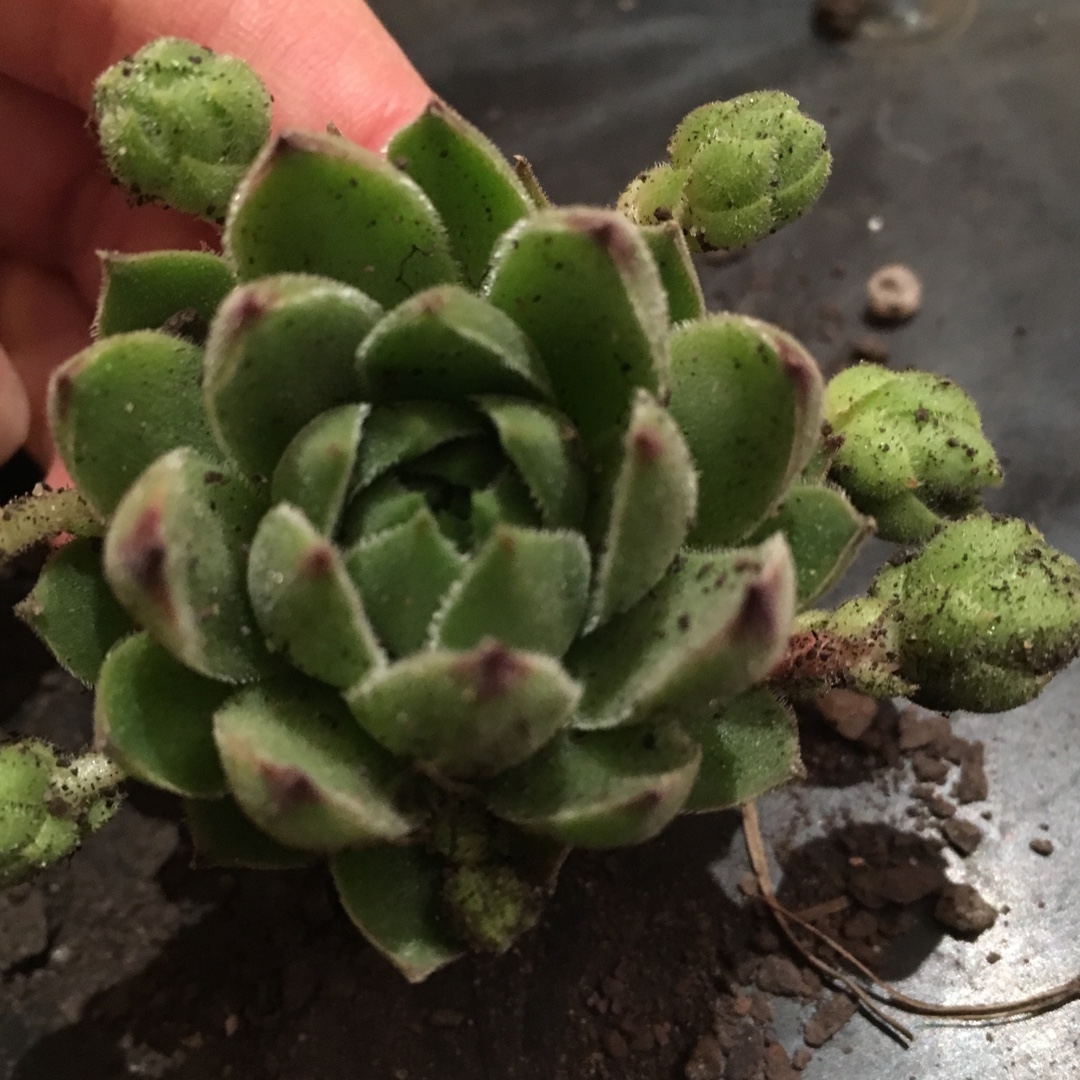 Sempervivum Cantabricum ssp. Urbionense in the GardenTags plant encyclopedia Sempervivum Cantabricum ssp. Urbionense in the GardenTags plant encyclopedia