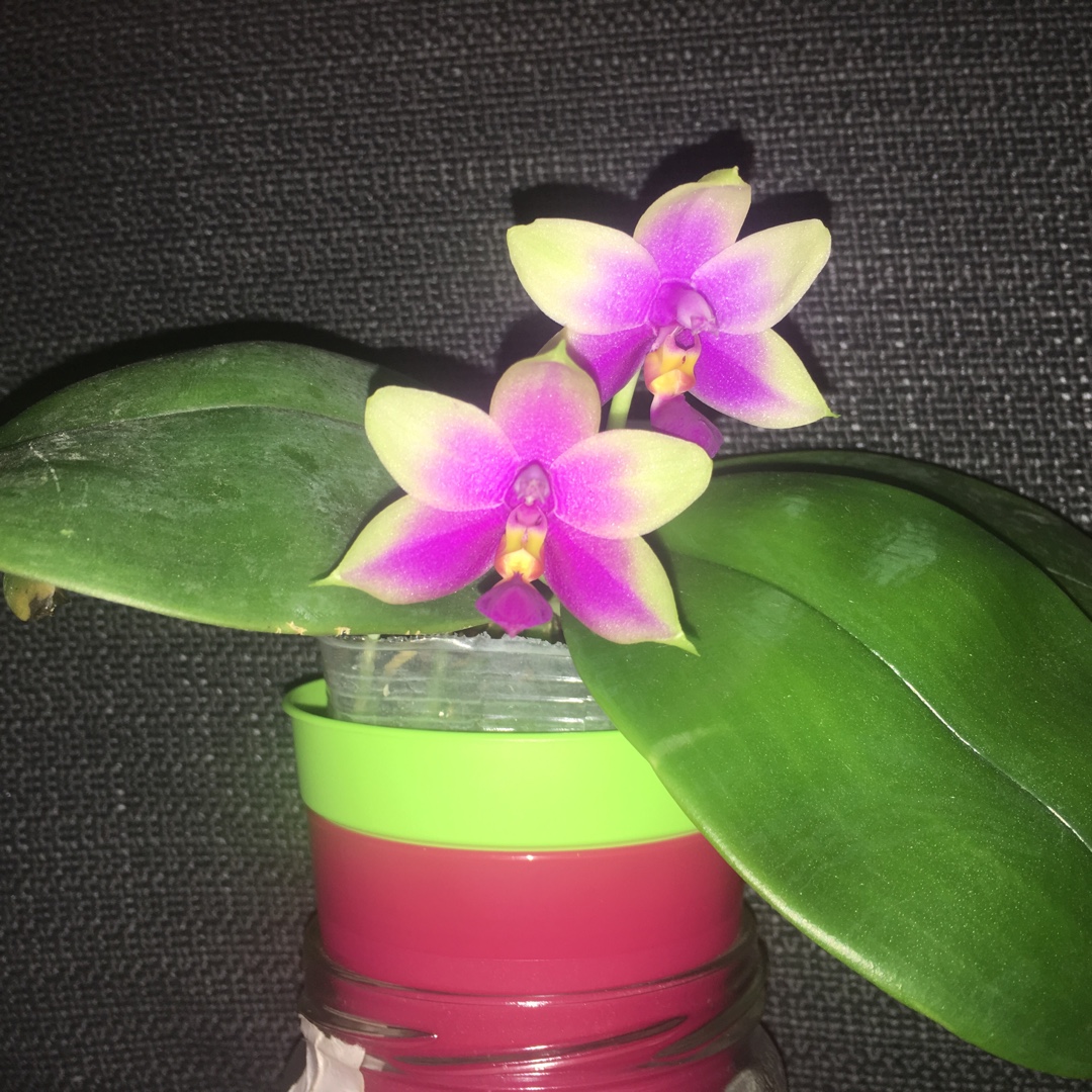Phalaenopsis Samera in the GardenTags plant encyclopedia Orchid Samera in the GardenTags plant encyclopedia
