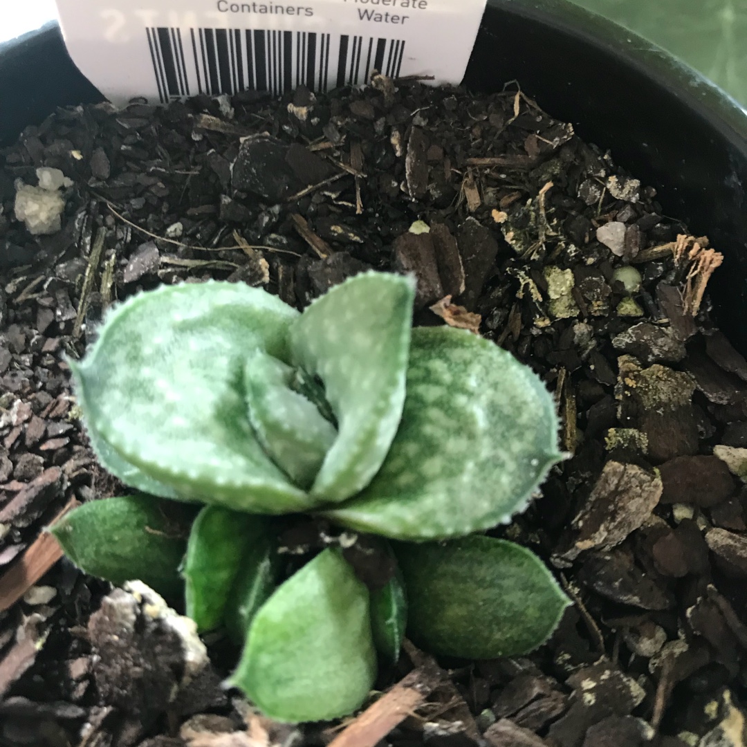 Gasteraloe Silver Swirls in the GardenTags plant encyclopedia Gasteraloe Silver Swirls in the GardenTags plant encyclopedia