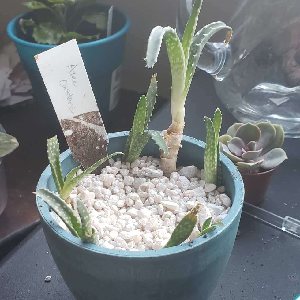 Aloe Castanea in the GardenTags plant encyclopedia Aloe Cats Tail in the GardenTags plant encyclopedia