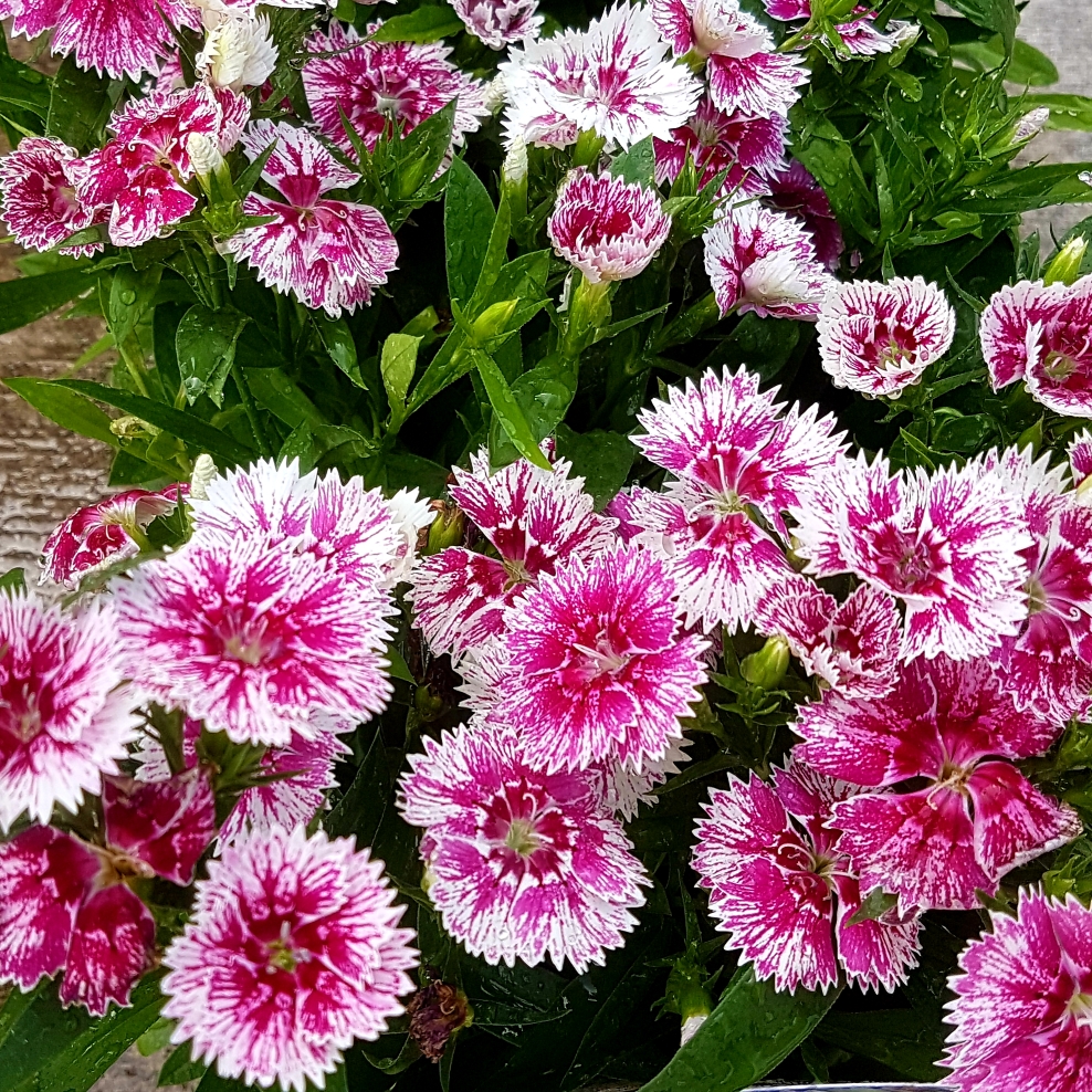 Dianthus chinensis White Fire in the GardenTags plant encyclopedia Chinese Pink White Fire in the GardenTags plant encyclopedia