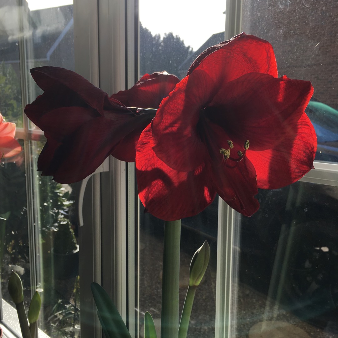 Hippeastrum (Galaxy Group) Benfica in the GardenTags plant encyclopedia Hippeastrum Benfica in the GardenTags plant encyclopedia