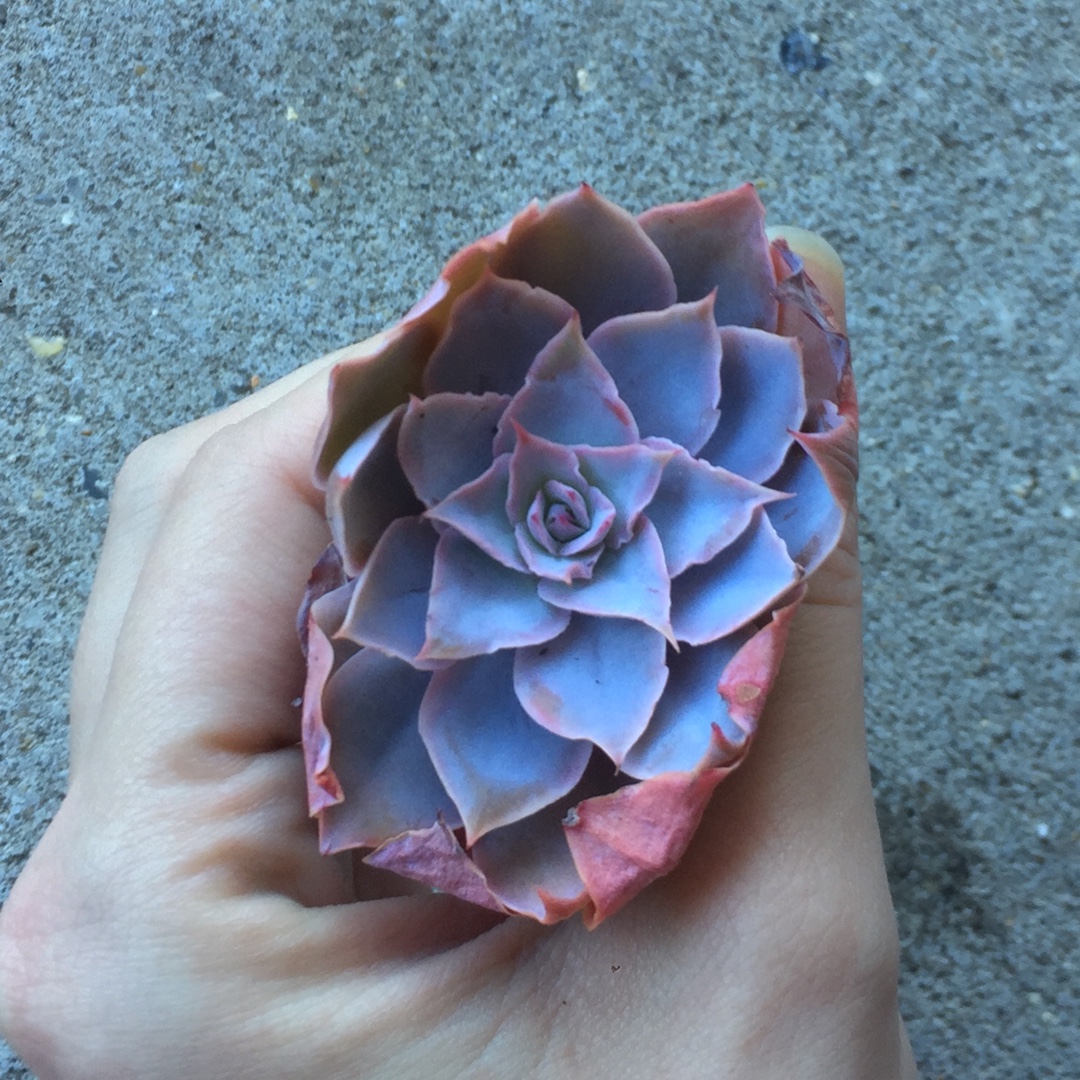 Echeveria Pinky in the GardenTags plant encyclopedia Echeveria Pinky in the GardenTags plant encyclopedia
