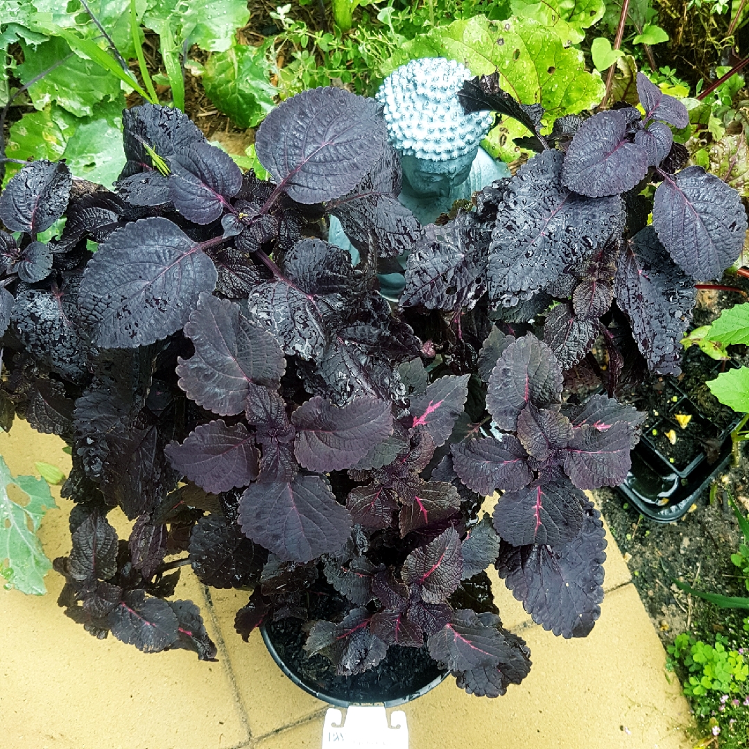 Plectranthus scutellarioides Goth Glam in the GardenTags plant encyclopedia Coleus Goth Glam (Tapestry Series) in the GardenTags plant encyclopedia