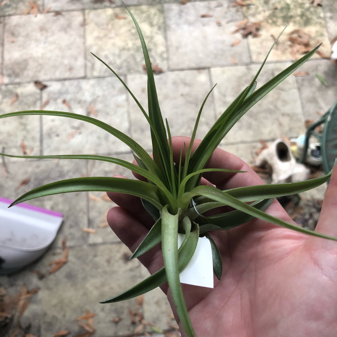 Tillandsia brachycaulos in the GardenTags plant encyclopedia Airplant (Species) Tillandsia brachycaulos in the GardenTags plant encyclopedia