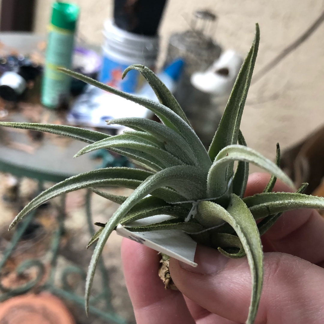 Tillandsia recurvifolia var. subsecundifolia in the GardenTags plant encyclopedia Airplant (Species) Tillandsia recurvifolia var. subsecundifolia in the GardenTags plant encyclopedia