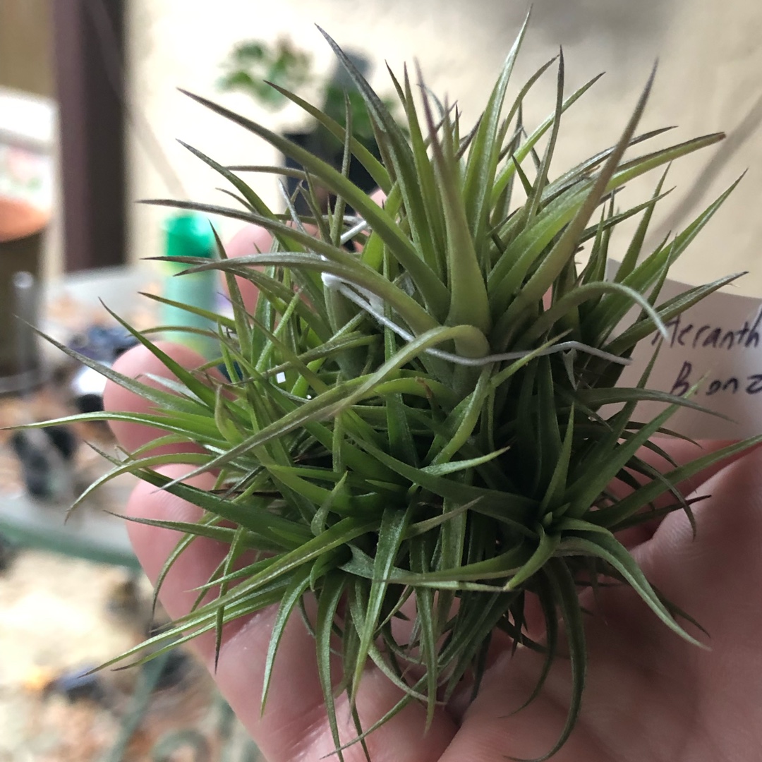 Tillandsia aeranthos Bronze in the GardenTags plant encyclopedia Airplant Bronze in the GardenTags plant encyclopedia