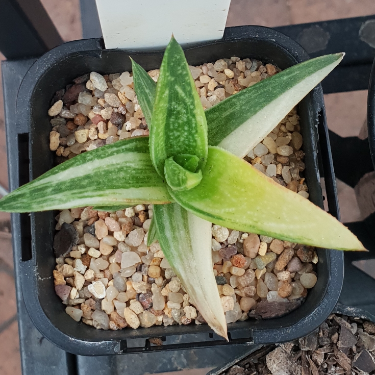 Aloe Green Gold in the GardenTags plant encyclopedia Aloe Green Gold in the GardenTags plant encyclopedia