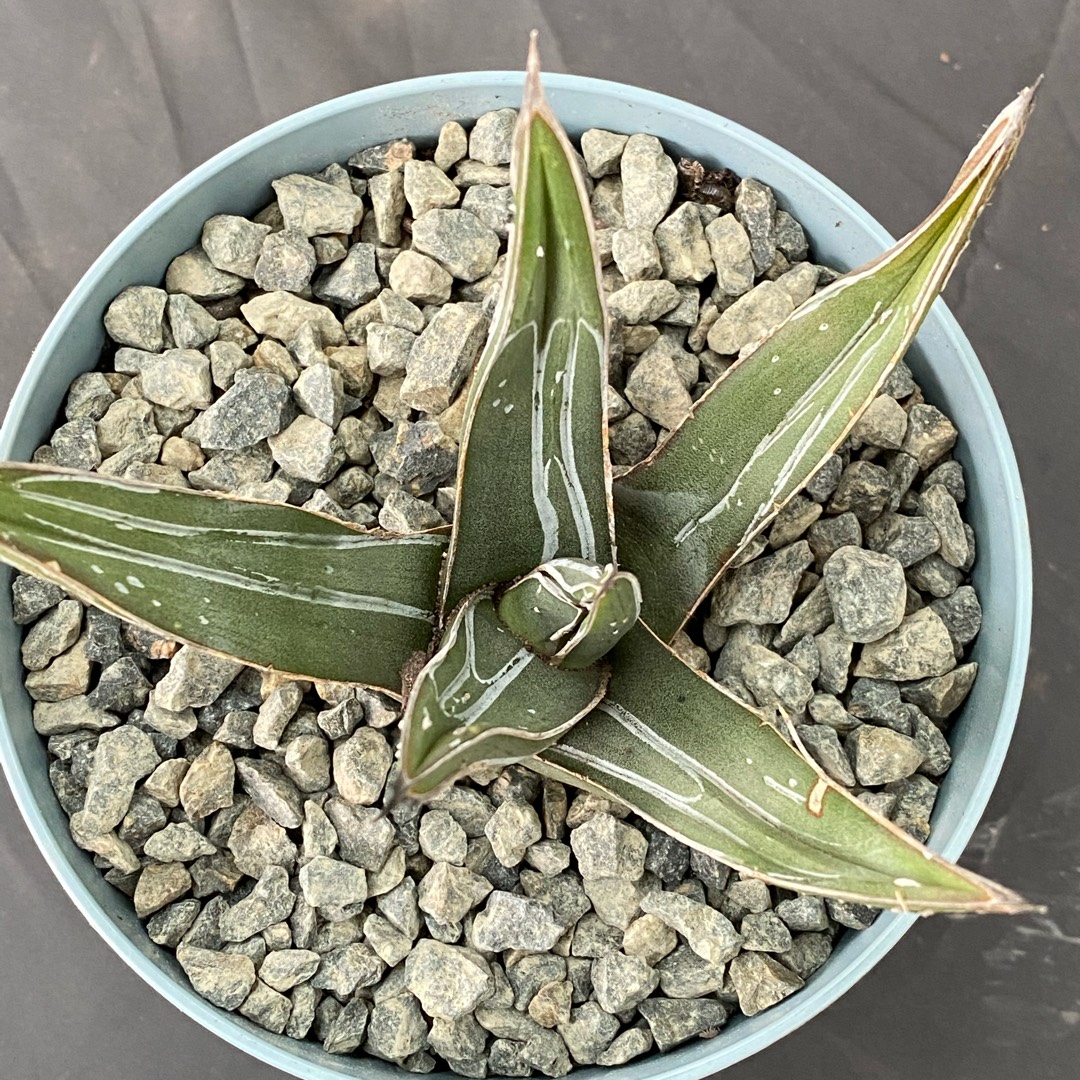 Agave Victoria Regina fa. Caespitosa in the GardenTags plant encyclopedia Agave Victoria Regina Caespitosa in the GardenTags plant encyclopedia