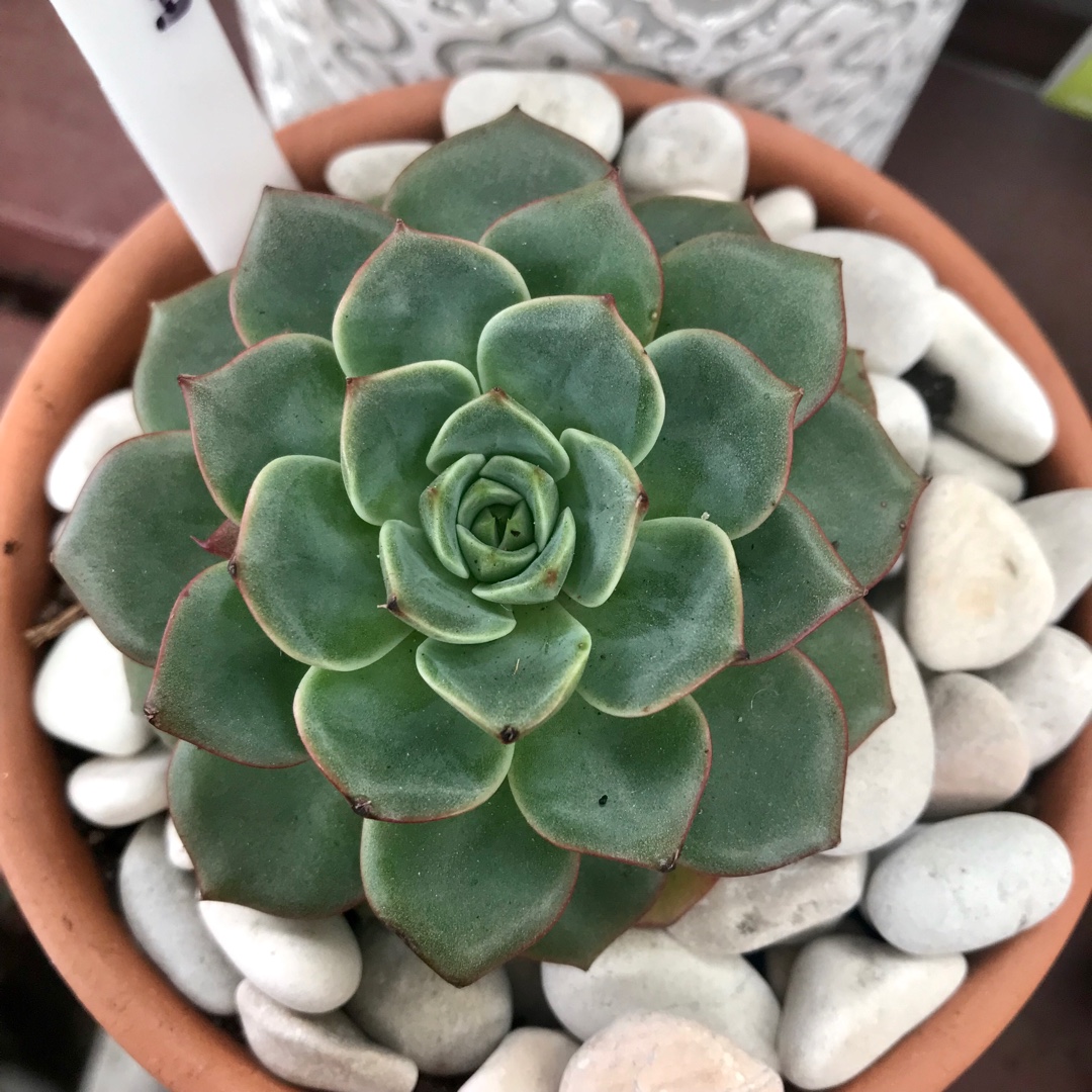 Echeveria Hepburn in the GardenTags plant encyclopedia Echeveria Hepburn in the GardenTags plant encyclopedia