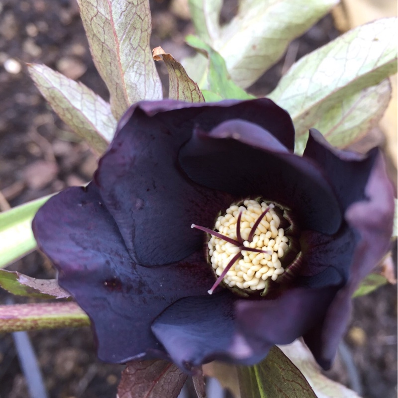 Helleborus x hybridus Harvington Shades Of The Night in the GardenTags plant encyclopedia Hellebore Harvington Shades Of The Night in the GardenTags plant encyclopedia