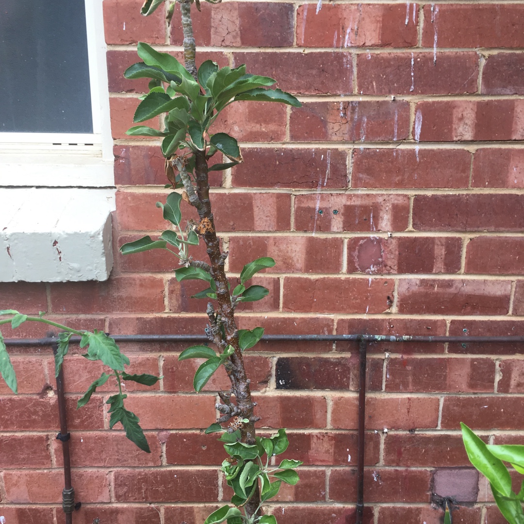 Crab Apple Ballerina in the GardenTags plant encyclopedia