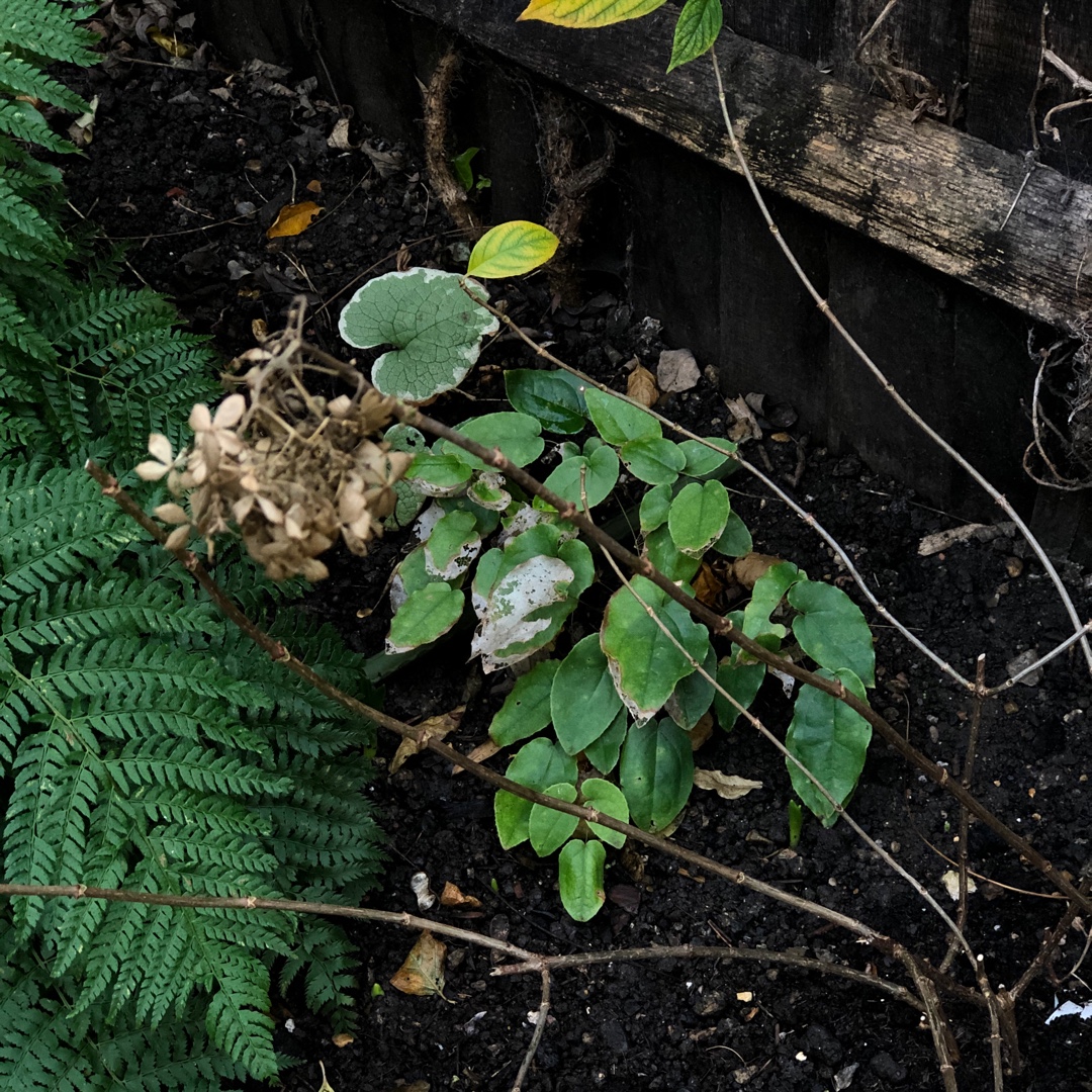 Epimedium x omeiense Stormcloud in the GardenTags plant encyclopedia Barrenwort Stormcloud in the GardenTags plant encyclopedia