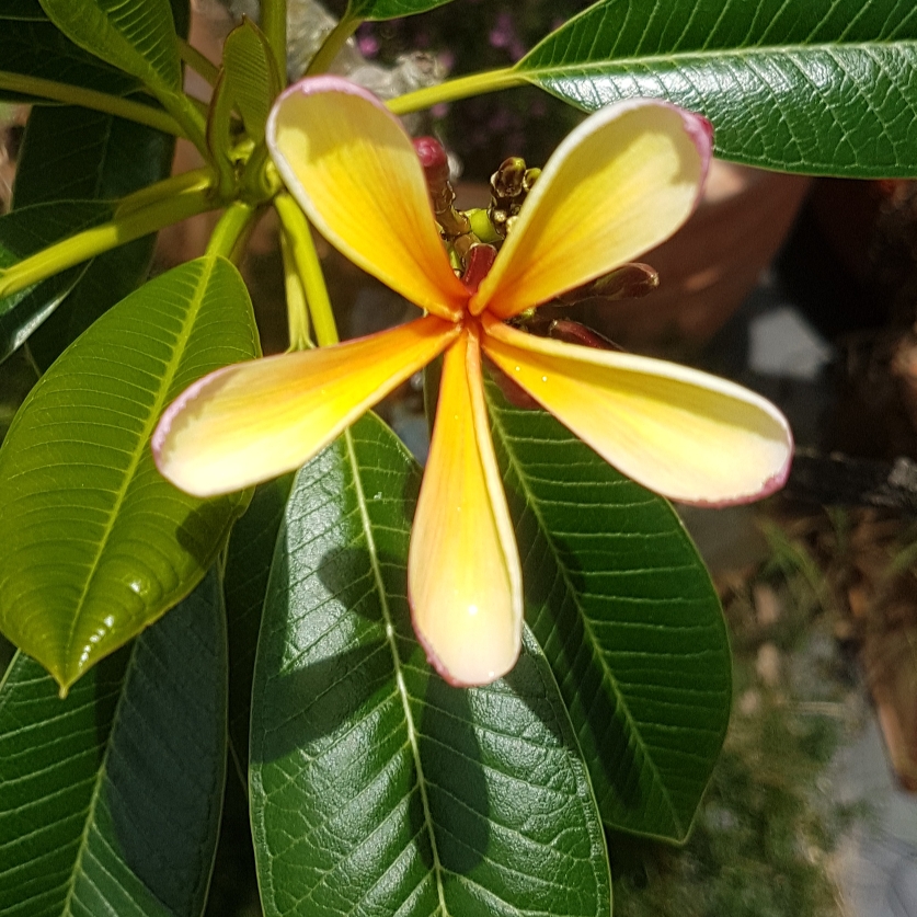Plumeria Obtusa Little Rainbow in the GardenTags plant encyclopedia Frangipani Little Rainbow in the GardenTags plant encyclopedia