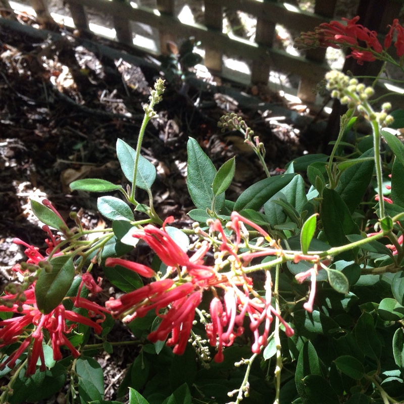 Grevillea rhyolitica Deua Flame in the GardenTags plant encyclopedia Deua grevillea in the GardenTags plant encyclopedia