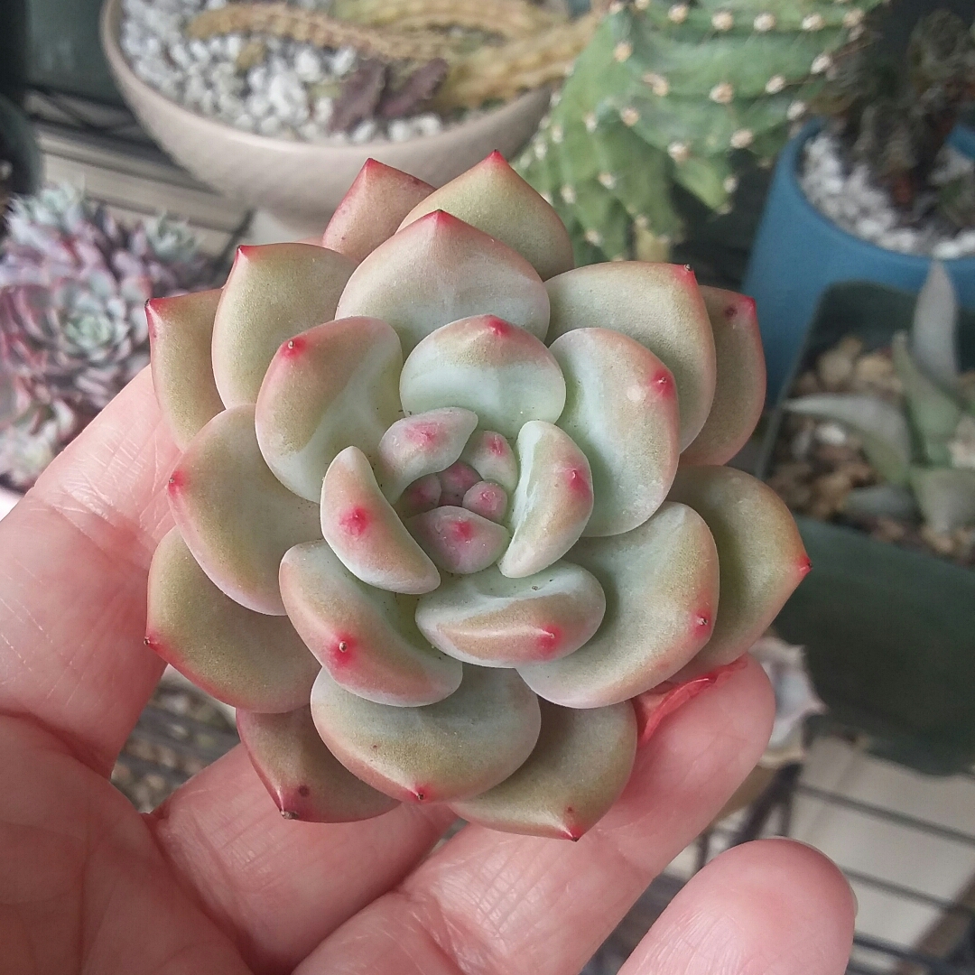 Echeveria Ariel in the GardenTags plant encyclopedia Echeveria Ariel in the GardenTags plant encyclopedia