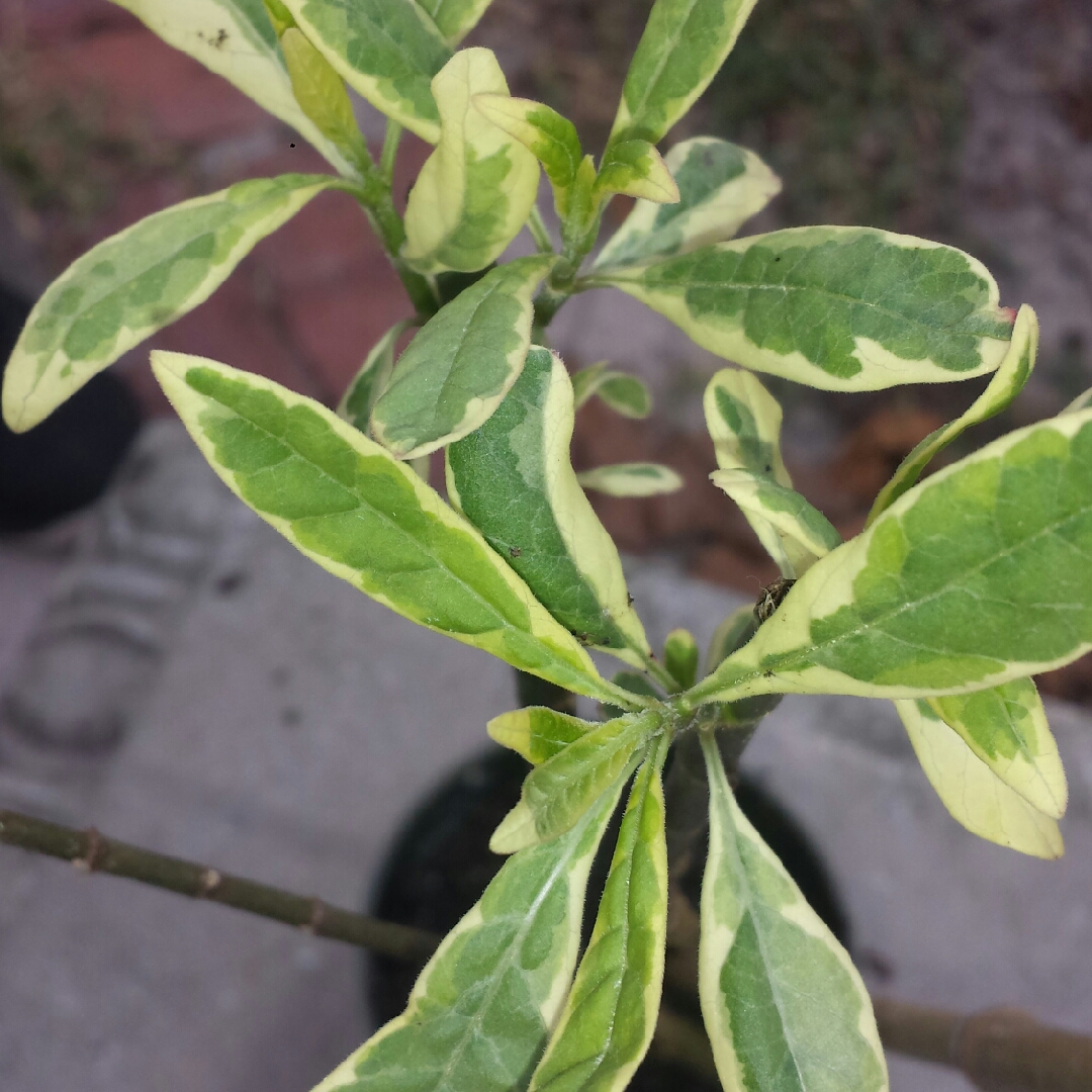 Asclepias curassavica Charlottes Blush in the GardenTags plant encyclopedia Tropical Milkweed Charlottes Blush in the GardenTags plant encyclopedia