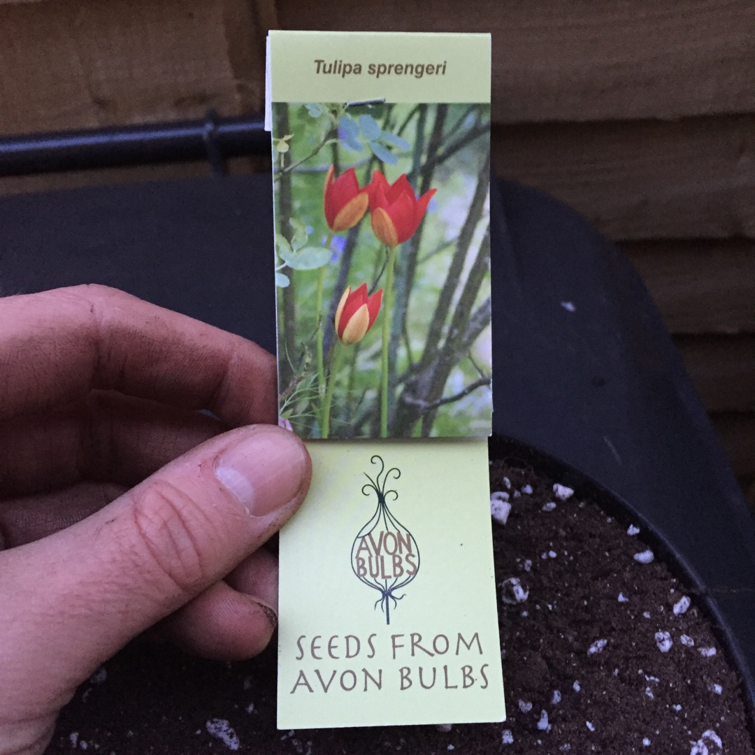 Tulipa sprengeri in the GardenTags plant encyclopedia Tulip (Species) Sprenger Tulip in the GardenTags plant encyclopedia