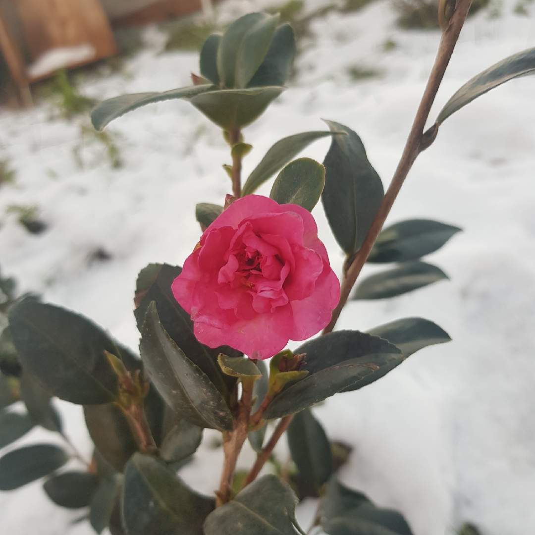 Camellia Sasanqua Cleopatra in the GardenTags plant encyclopedia Camellia Cleopatra in the GardenTags plant encyclopedia