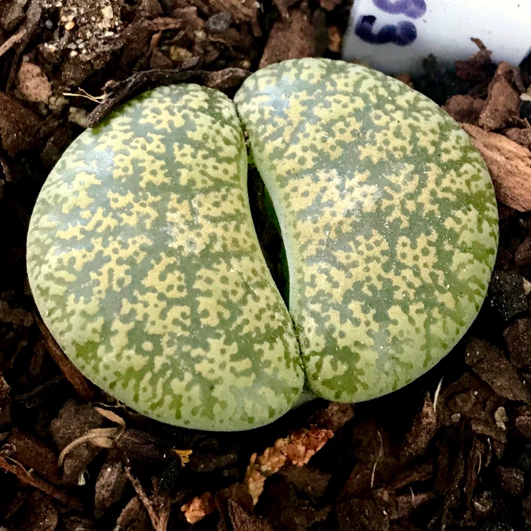 Lithops Lesliei C033 in the GardenTags plant encyclopedia Living Stones Lesliei C033 in the GardenTags plant encyclopedia
