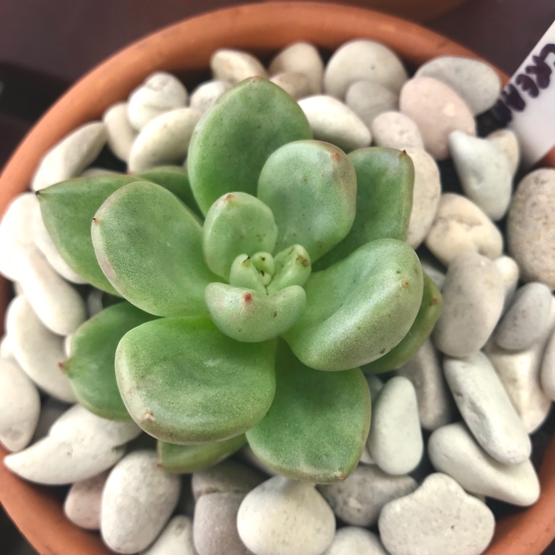 Echeveria Avocado Cream in the GardenTags plant encyclopedia Echeveria Avocado Cream in the GardenTags plant encyclopedia