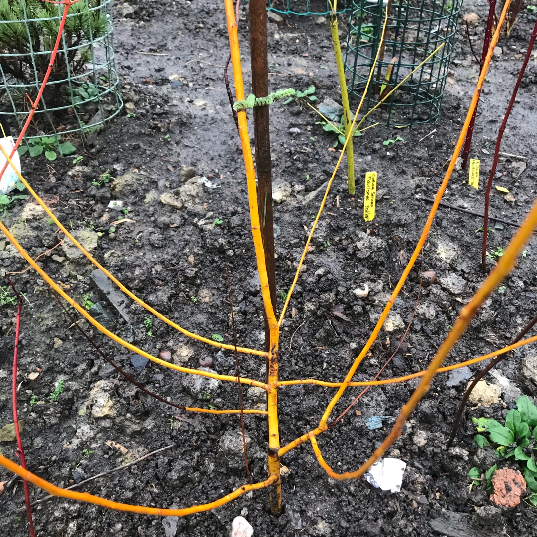 White Willow Golden Ness in the GardenTags plant encyclopedia