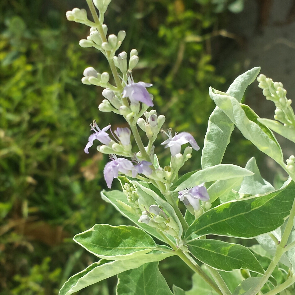 Vitex Trifolia Variegata in the GardenTags plant encyclopedia Variegated Arabian Lilac in the GardenTags plant encyclopedia