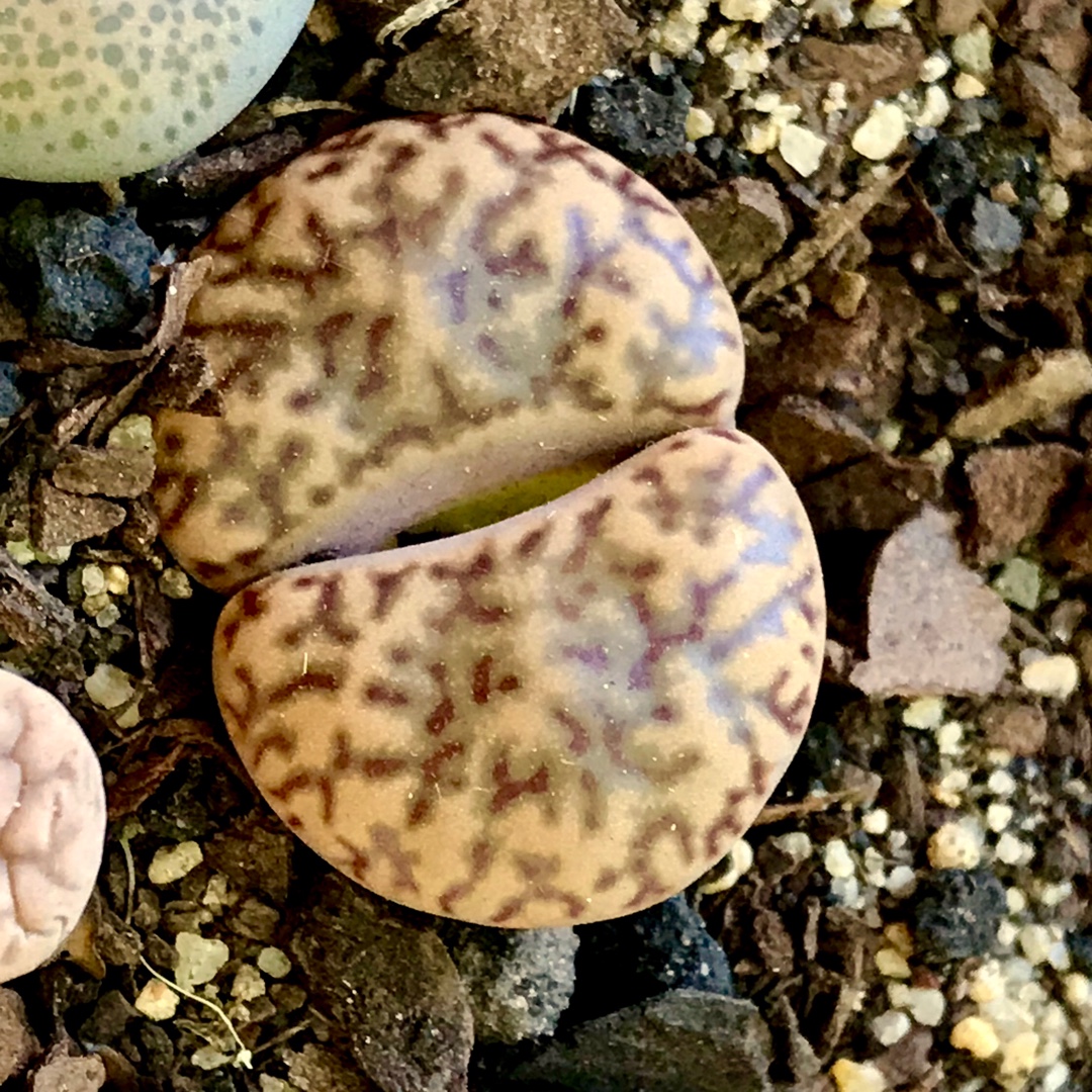 Lithops Dorotheae C124 in the GardenTags plant encyclopedia Living Stones Dorotheae C124 in the GardenTags plant encyclopedia