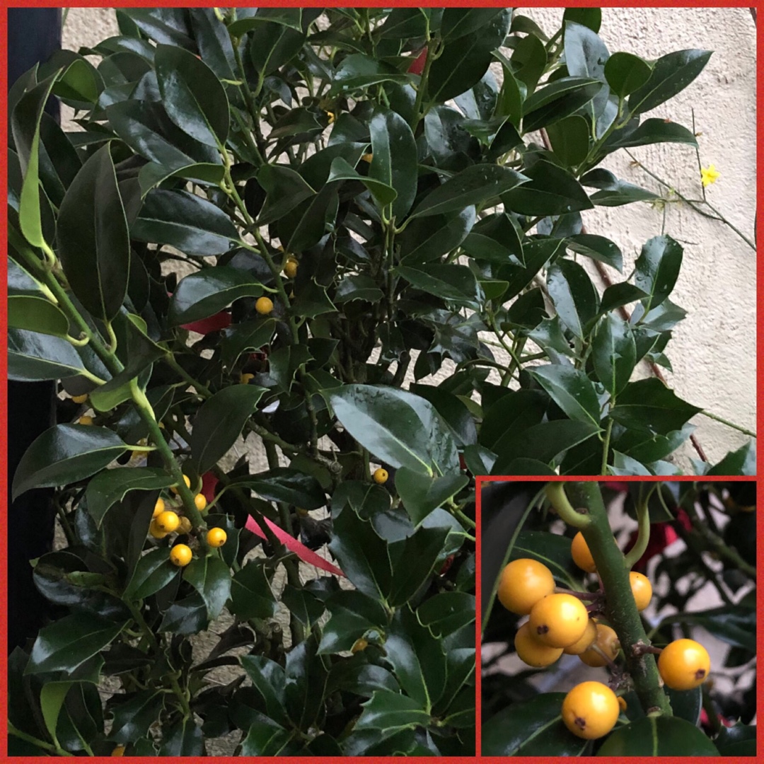 Ilex aquifolium Bacciflava in the GardenTags plant encyclopedia Common Holly Bacciflava in the GardenTags plant encyclopedia