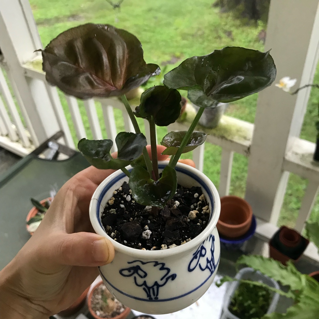 Syngonium Podophyllum Plum Allusion in the GardenTags plant encyclopedia Syngonium Plum allusion in the GardenTags plant encyclopedia