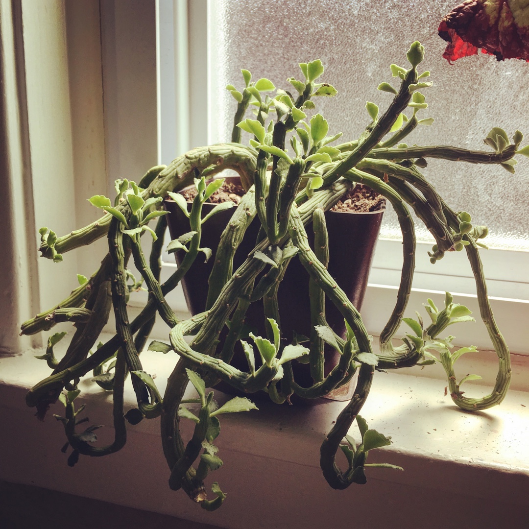 Euphorbia bisellenbeckii in the GardenTags plant encyclopedia Octopus Arms in the GardenTags plant encyclopedia