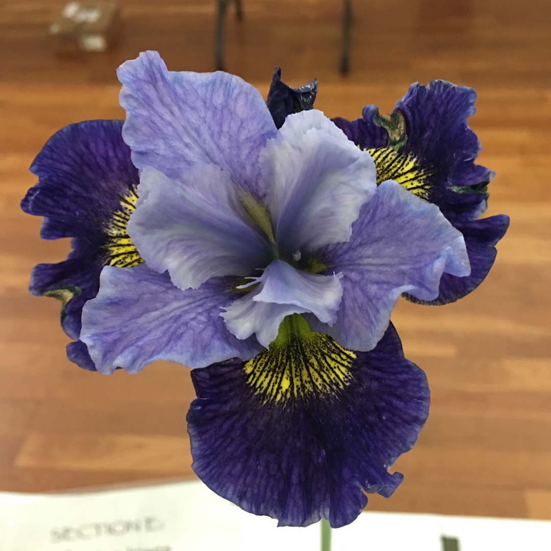 Iris sibirica Neptunes Gold in the GardenTags plant encyclopedia Siberian Iris Neptunes Gold in the GardenTags plant encyclopedia