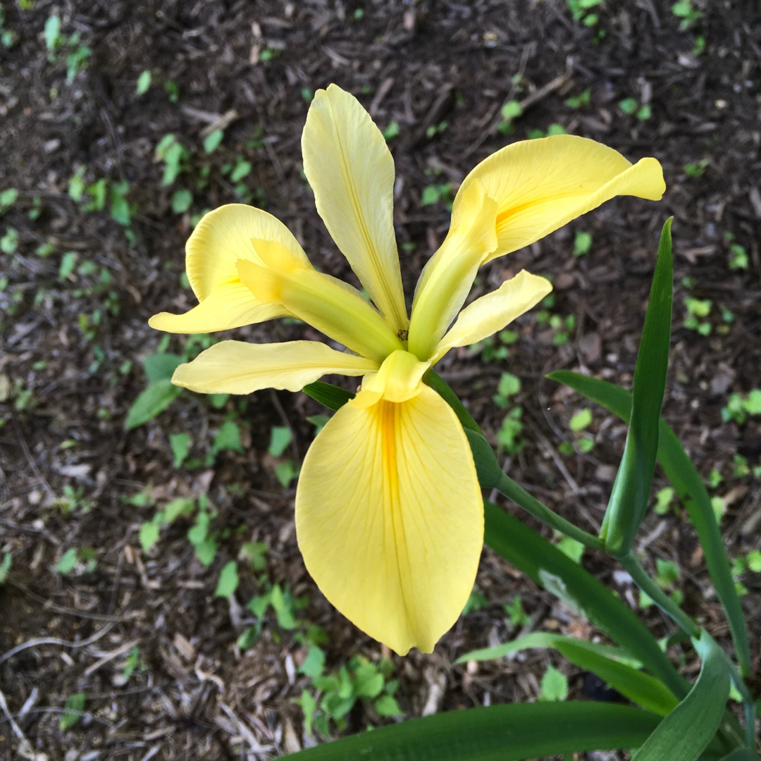 Iris Dixie Deb in the GardenTags plant encyclopedia Louisiana Iris Dixie Deb in the GardenTags plant encyclopedia