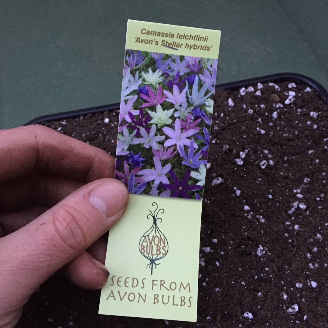 Camassia leichtlinii Avons Stellar Group in the GardenTags plant encyclopedia Camassia Avons Stellar Group in the GardenTags plant encyclopedia