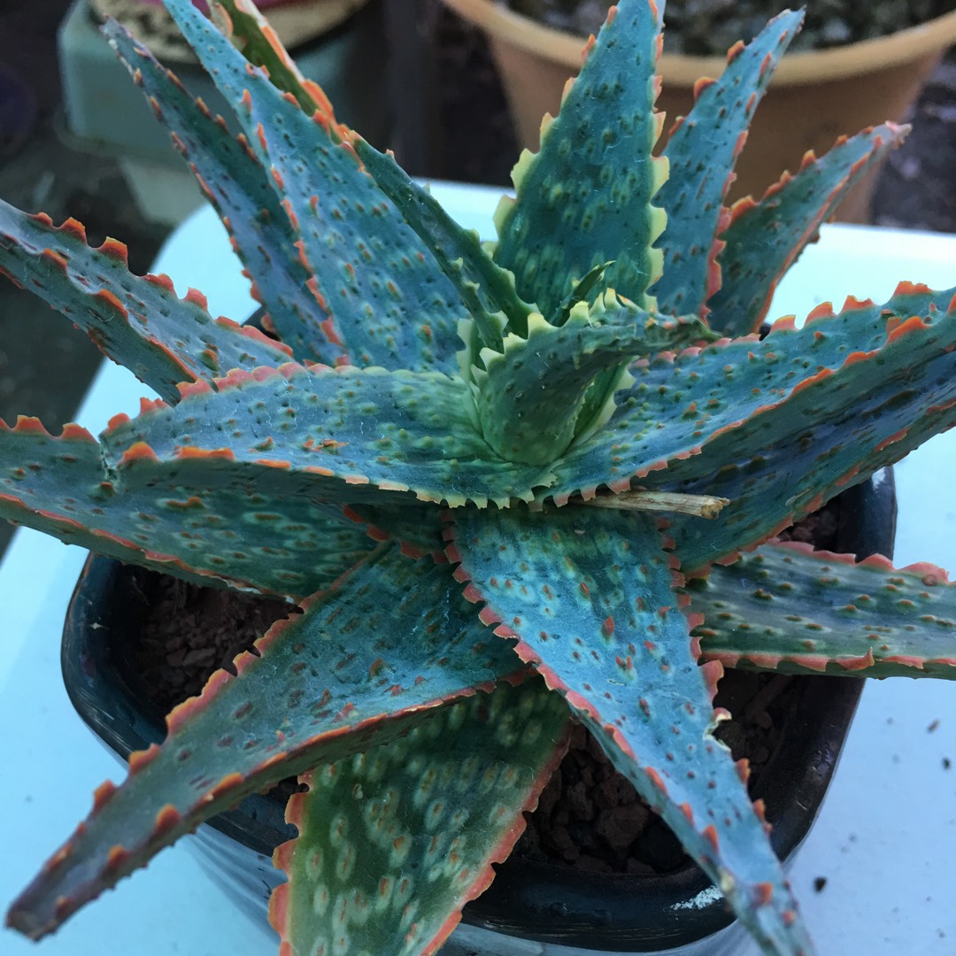 Aloe Lavender Star in the GardenTags plant encyclopedia Aloe Lavender Star in the GardenTags plant encyclopedia