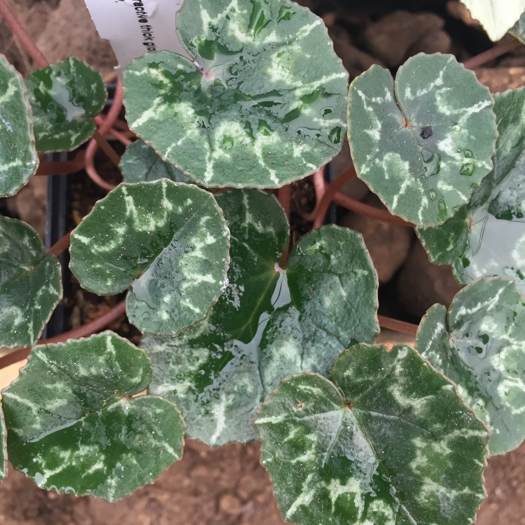 Cyclamen hederifolium var. confusum syn. Cyclamen confusum in the GardenTags plant encyclopedia Cyclamen (Species) Confusum Cyclamen in the GardenTags plant encyclopedia