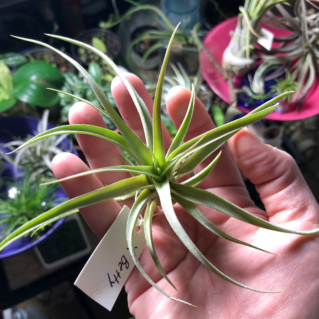 Airplant Betty in the GardenTags plant encyclopedia