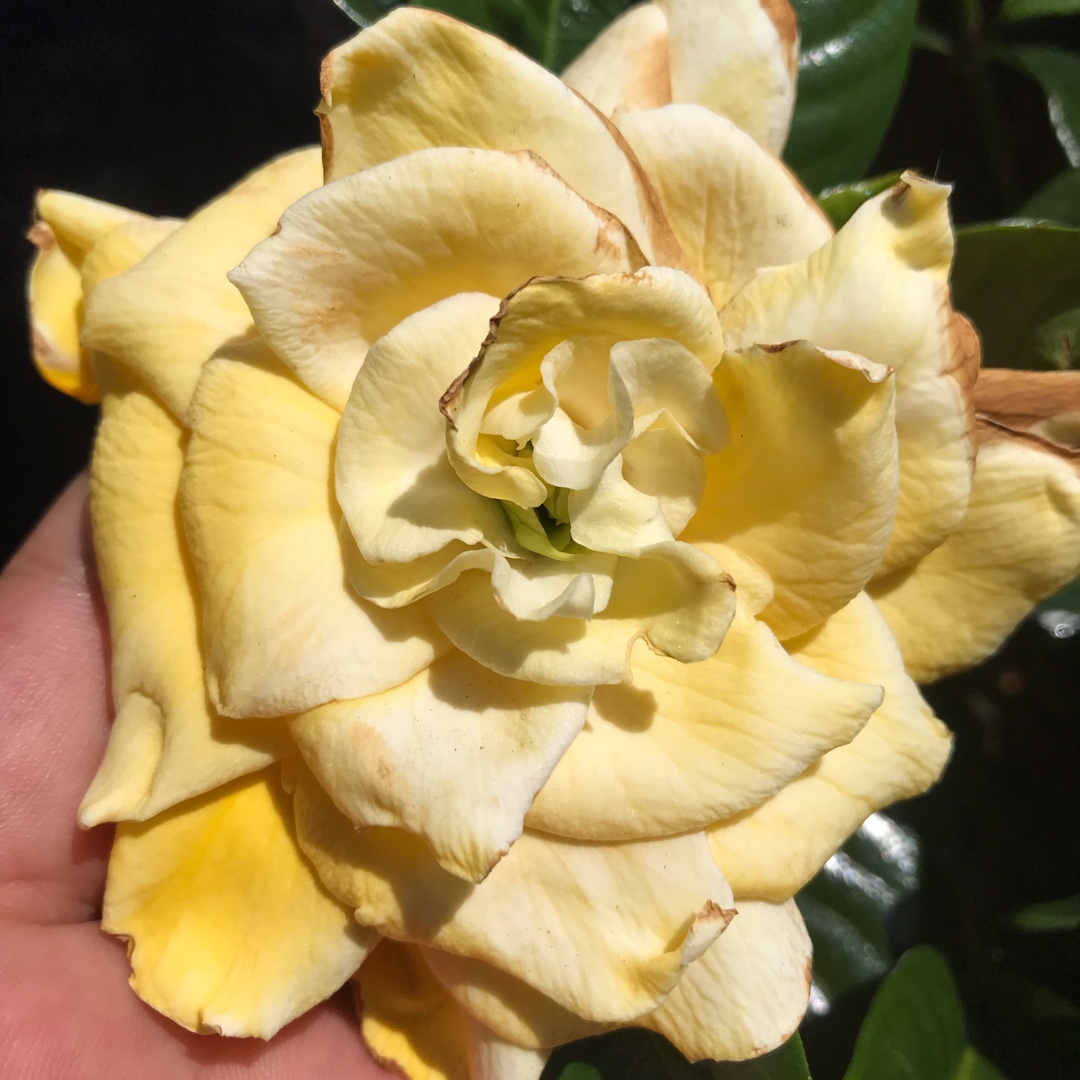 Gardenia jasminoides Var. ‘Golden Magic in the GardenTags plant encyclopedia Gardenia ‘Golden Magic in the GardenTags plant encyclopedia